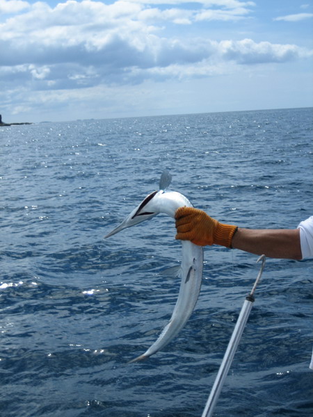 428x577 pixels (88K)