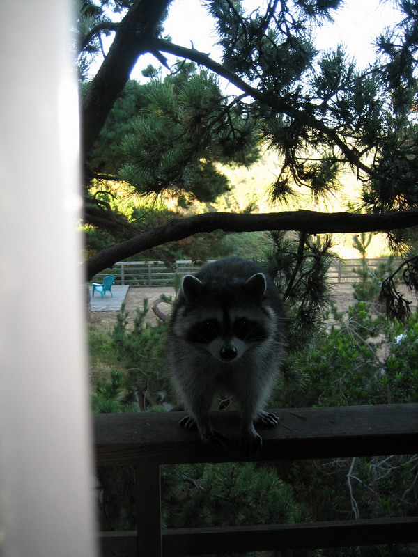 576x775 pixels (164K)