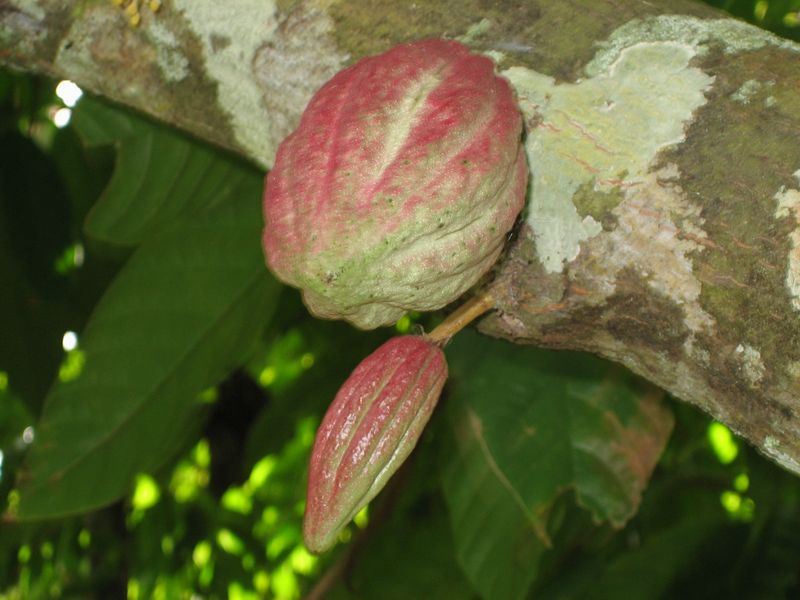 776x575 pixels (65K)