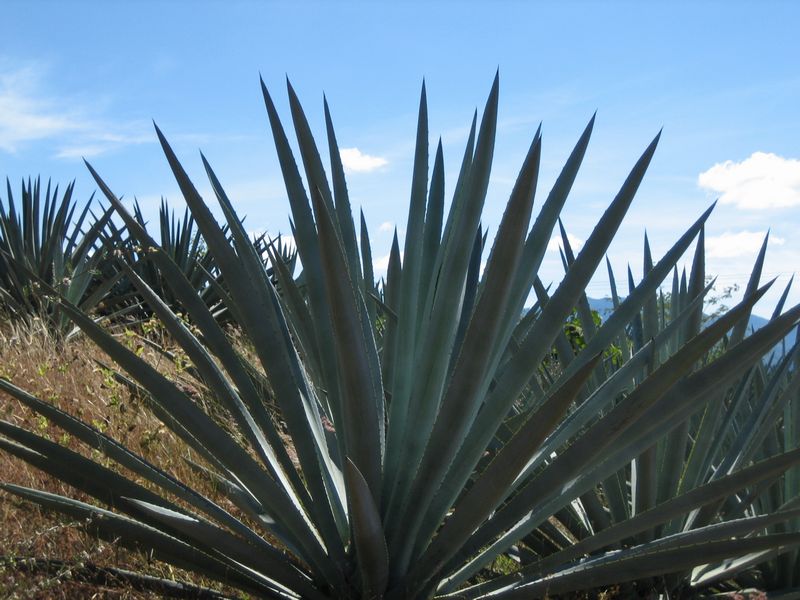 776x575 pixels (83K)